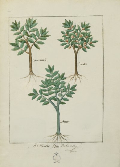Illustration from the Book of Simple Medicines by Mattheaus Platearius by Robinet Testard